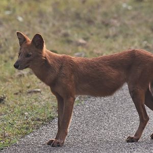 Indian Dhole, Nagarahole Tiger Reserve, 24th November 2024