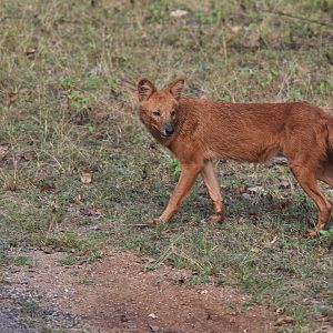 Indian Dhole, Nagarahole Tiger Reserve, 24th November 2024