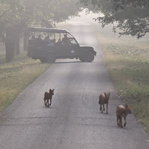 Indian Dhole, Nagarahole Tiger Reserve, 24th November 2024