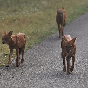 Indian Dhole, Nagarahole Tiger Reserve, 24th November 2024