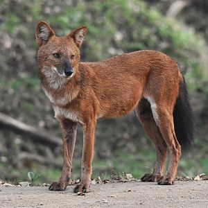 Indian Dhole, Nagarahole Tiger Reserve, 24th November 2024