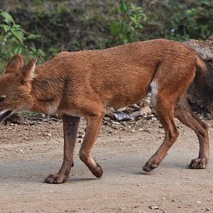 Indian Dhole, Nagarahole Tiger Reserve, 24th November 2024