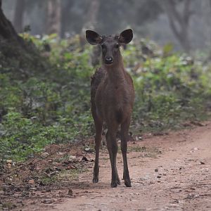 Indian Sambar, Nagarahole Tiger Reserve, 24th November 2024