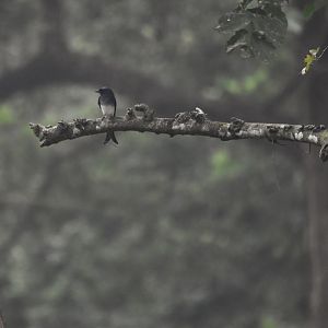 White-bellied Drongo, Nagarahole Tiger Reserve, 24th November 2024
