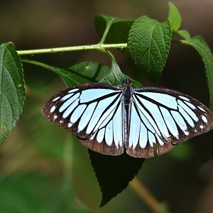 Indian Wanderer, Kabini River Lodge, 24th November 2024