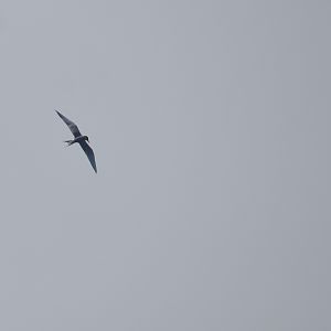 River Tern, Kabini River Lodge, 24th November 2024
