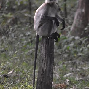 Travancore Black-footed Grey Langur, Nagarahole Tiger Reserve, 24th November 2024