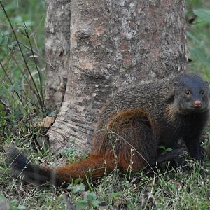 Stripe-necked Mongooses, Nagarahole Tiger Reserve, 24th November 2024