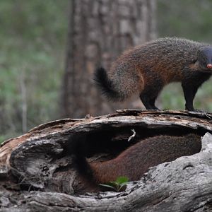 Stripe-necked Mongooses, Nagarahole Tiger Reserve, 24th November 2024