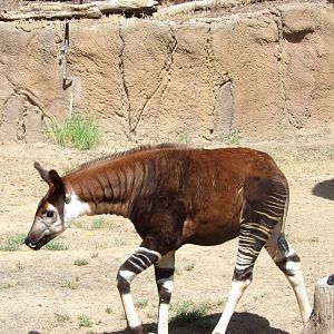 Juvenile Okapi