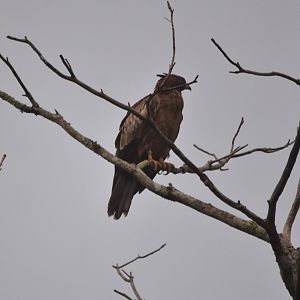 Crested Honey Buzzard, Nagarahole Tiger Reserve, 25th November 2024