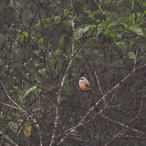 Long-tailed Shrike, Nagarahole Tiger Reserve, 25th November 2024