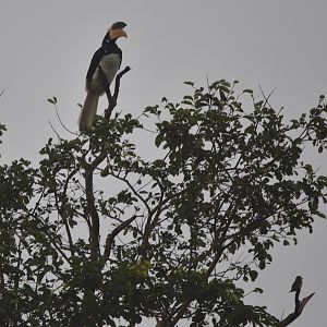 Malabar Pied Hornbill and Coppersmith Barbet, Nagarahole Tiger Reserve, 25th November 2024