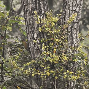 Lesser Yellownape, Nagarahole Tiger Reserve, 25th November 2024