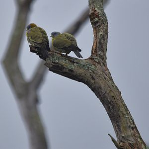 Yellow-footed Green Pigeons, Nagarahole Tiger Reserve, 25th November 2024