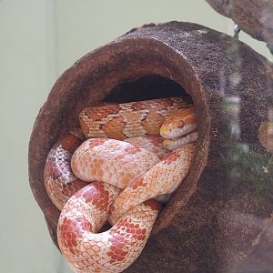 Red corn snakes - Belo Horizonte zoo