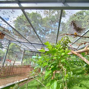 Walkthrough aviary - Belo Horizonte zoo
