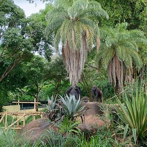Imbi and Anaya - Belo Horizonte zoo