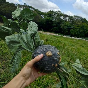 Enrichment for elephants - Belo Horizonte zoo