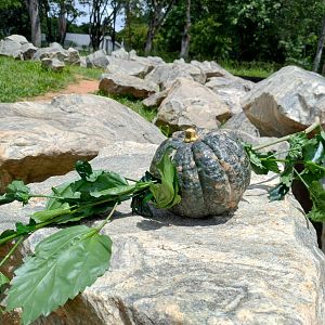 Enrichment for elephants - Belo Horizonte zoo