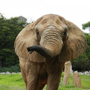 Jamba - Belo Horizonte zoo