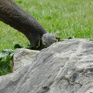 Reaching the enrichment - Belo Horizonte zoo