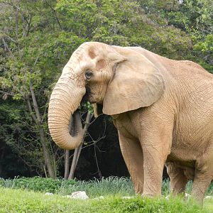 Jamba - Belo Horizonte zoo