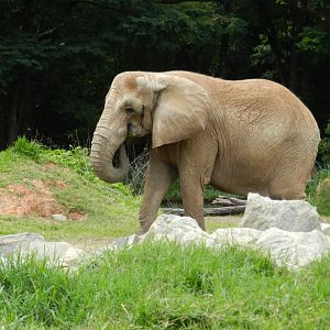 Axé - Belo Horizonte zoo
