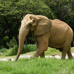Jamba - Belo Horizonte zoo