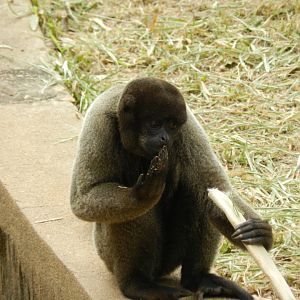 Woolly monkey - Belo Horizonte zoo