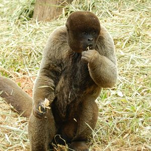 Woolly monkey - Belo Horizonte zoo