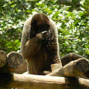 Woolly monkey - Belo Horizonte zoo