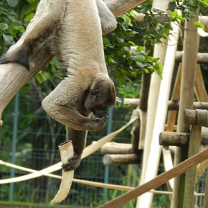 Woolly monkey - Belo Horizonte zoo