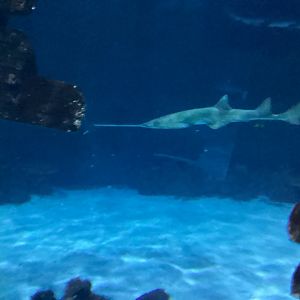 Green Sawfish - Seen December 20th 2024