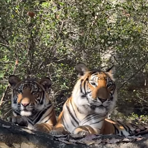 Indochinese tiger mother and cub