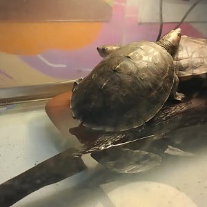 Baby Painted terrapin