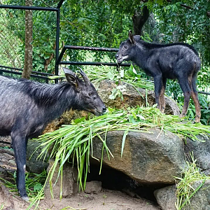 Baby mainland serow
