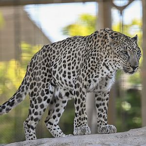 Arabian Leopard