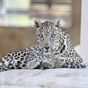 Arabian Leopard