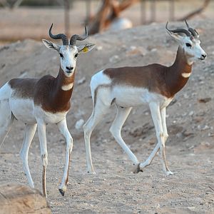 Dama Gazelle