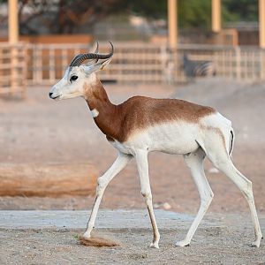 Dama Gazelle