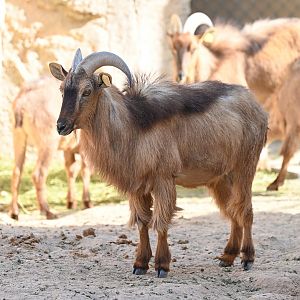 Arabian Tahr