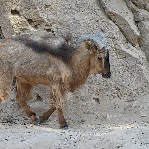 Arabian Tahr
