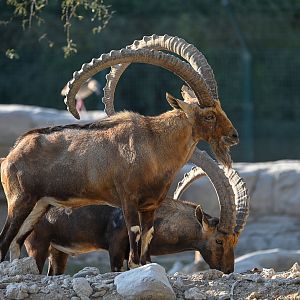 Nubian Ibex