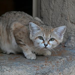 Sand Cat