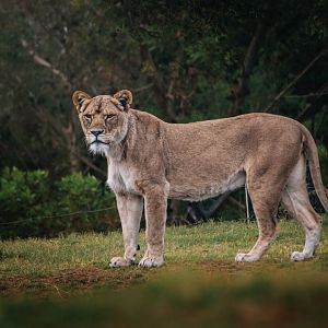 Lioness