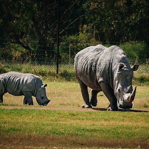 Kipenzi and Jabulani