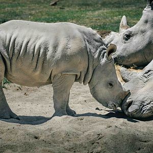 Kipenzi and Jabulani