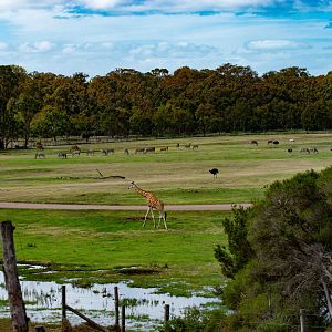 View of the Lower Savannah