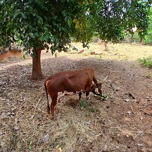 New 0.2 watusi from zoo negara